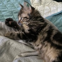 Photo of Louie **2nd Chance Cat Rescue**