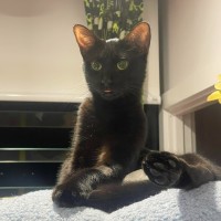 Photo of Nova