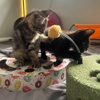 Photo of Nightfury And Horizon 