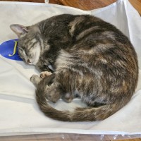 Photo of Scarlett Meet Me@Petstock Dandenong Storw