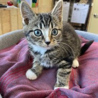 Photo of Cookie