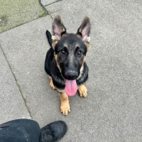 Photo of Sage
