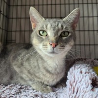 Photo of Sarabi