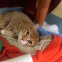 Photo of Sammich