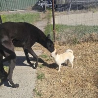 Photo of Connor, The Greyhound 