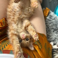 Photo of Tax Evasion And Debt Collector