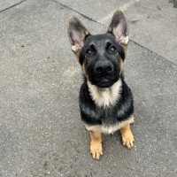 Photo of Sage
