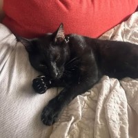 Photo of Nix