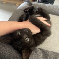Photo of Muffin🧁