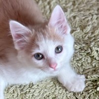 Photo of Cruz 🐯💙🐾