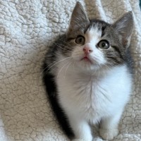 Photo of Max 🐯😻