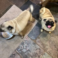 Photo of Pumpkin ( Pugkin)