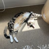 Photo of Milo