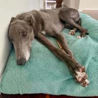 Photo of Blue