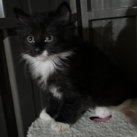 Photo of Philly Cheese Deluxe 🍔 