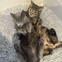 Photo of Forky   Located In Ashburton