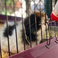 Photo of Bruce (Desexed)