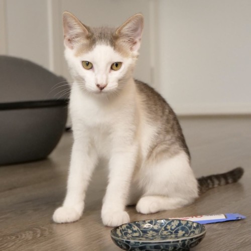 Ash  - Domestic Short Hair (DSH) Cat