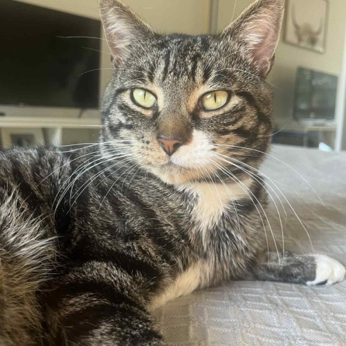 Kayden 💙 - Domestic Short Hair (DSH) Cat