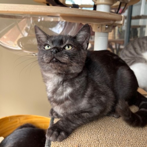 Smokey - Domestic Short Hair (DSH) Cat