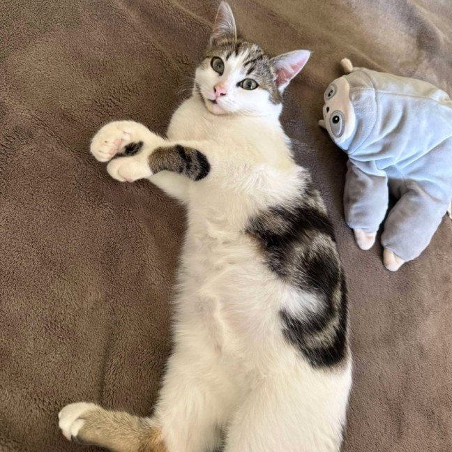 Photo of Bunny