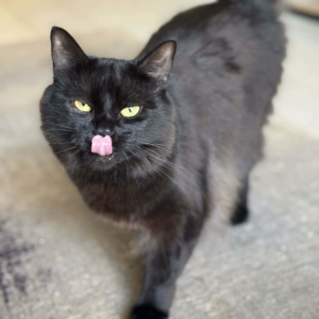 Photo of 🐈‍⬛ Annie 🐈‍⬛