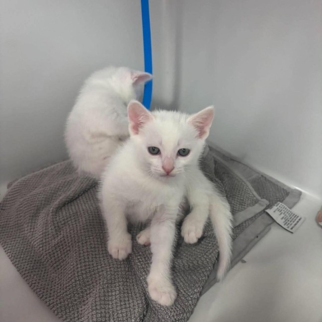 Photo of Pearl