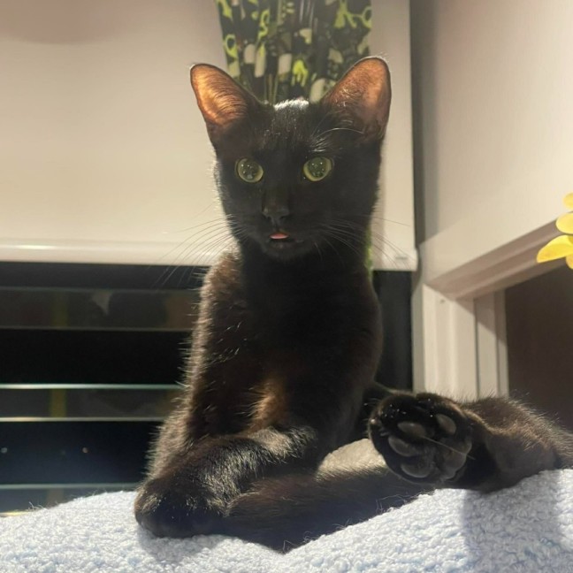 Photo of Nova