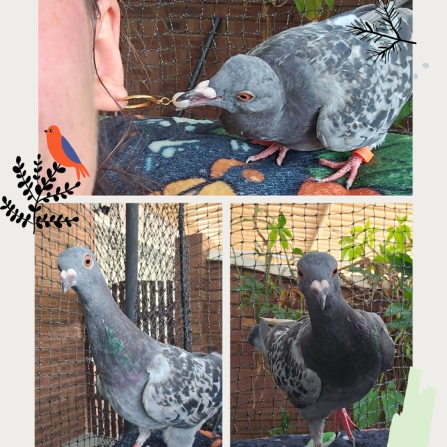 Photo of Goose