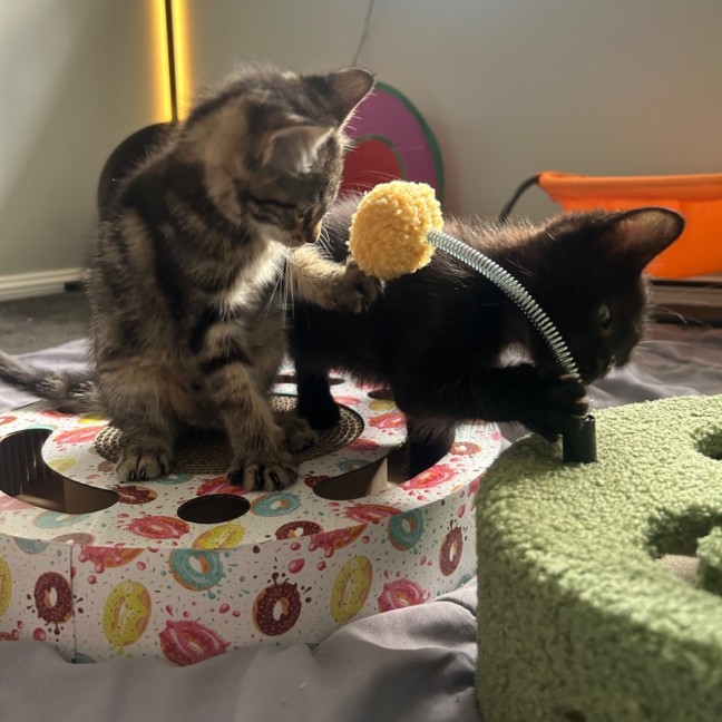 Photo of Nightfury And Horizon 