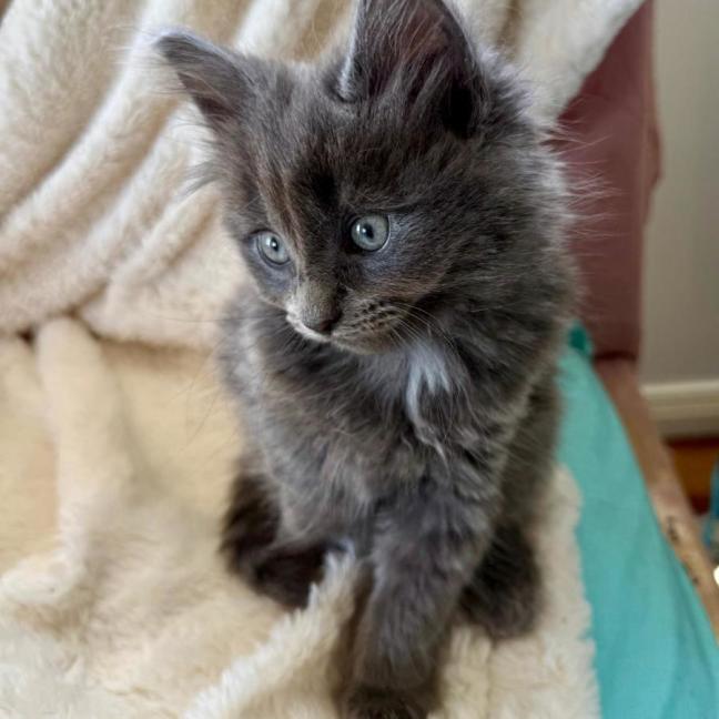 Photo of Huxley 💙