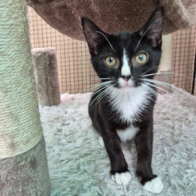 Photo of Dr. John Zoidberg ** 2nd Chance Cat Rescue**