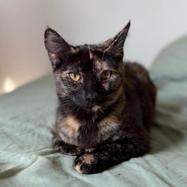 Photo of Panther