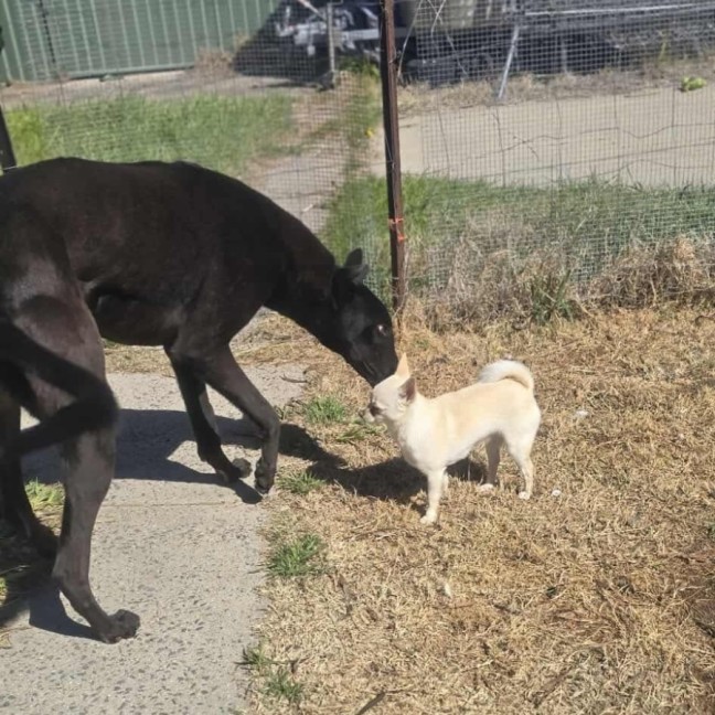 Photo of Connor, The Greyhound 