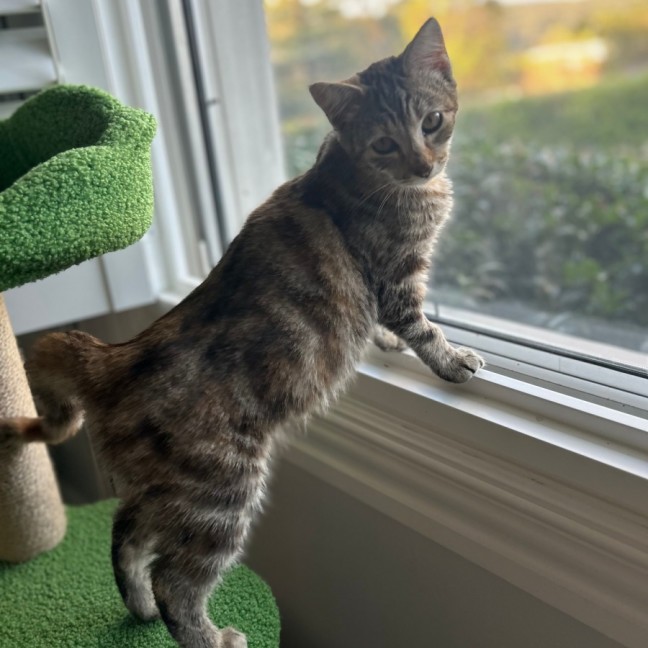 Photo of Cinnamon