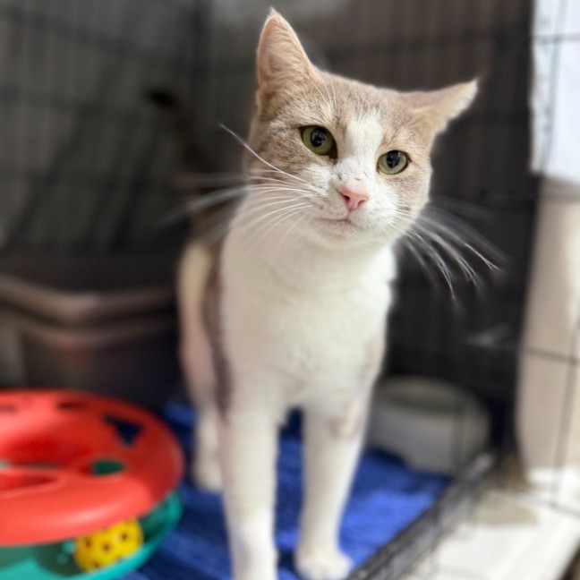 Photo of Mocha