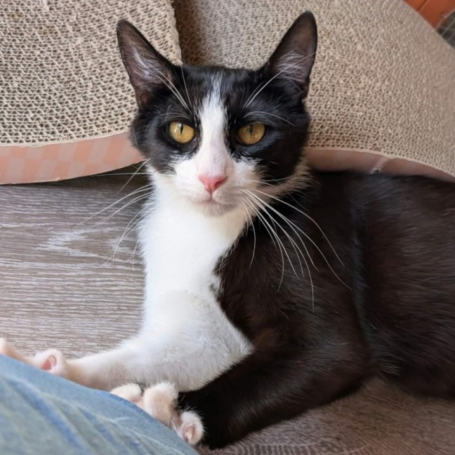 Photo of Felix