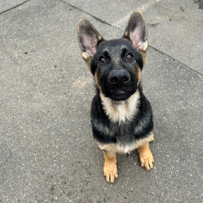 Photo of Sage
