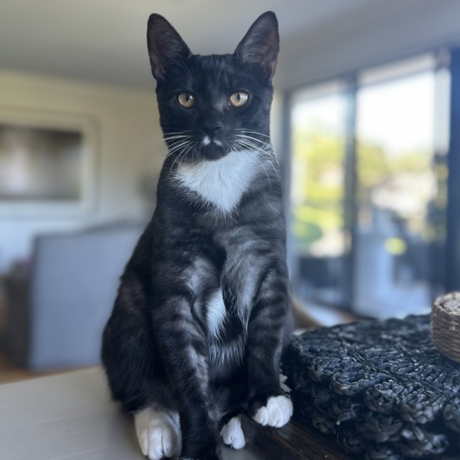 Photo of Tommy