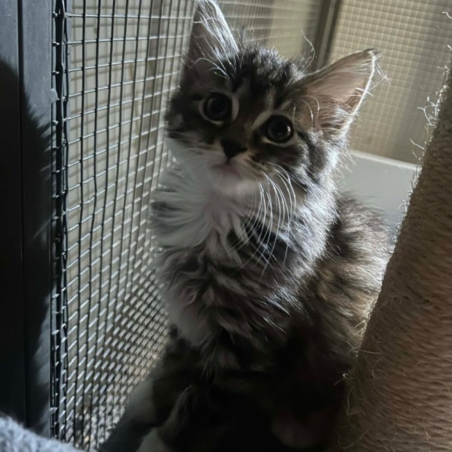 Photo of Onion Rings 🧅