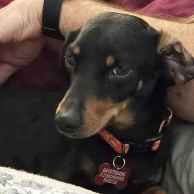 Photo of Mini Winnie