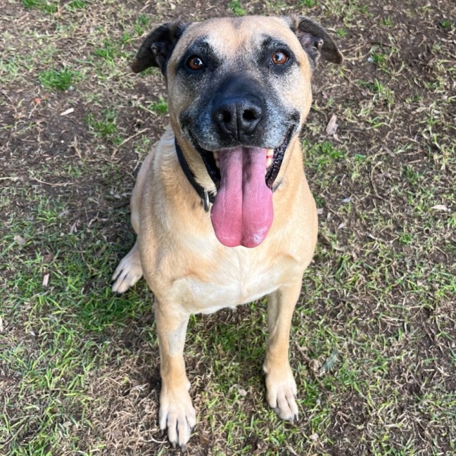 Photo of Tiger & Buster