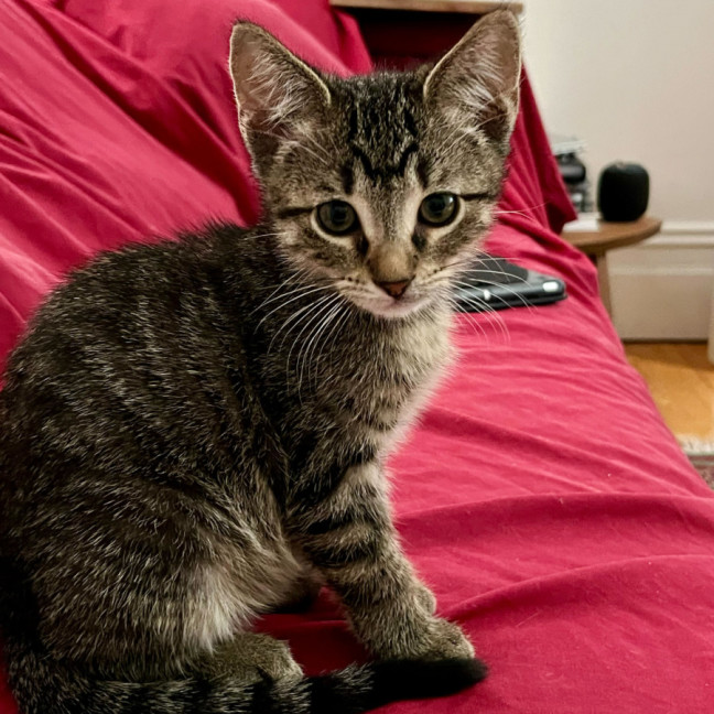 Photo of Sparkles