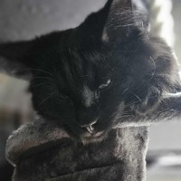 Photo of Onyx *9 Lives Project Rescue*