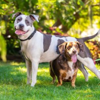 Photo of Pebbles & Mellow