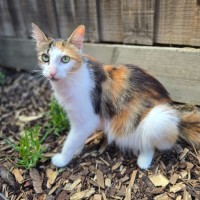 Photo of Primrose (Located In Wantirna South)
