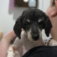 Photo of Oliver 