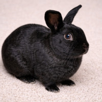 Photo of Strider