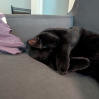 Photo of Jasmine