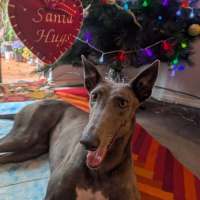 Photo of Meeka, The Loveable Young Rescue Greyhound